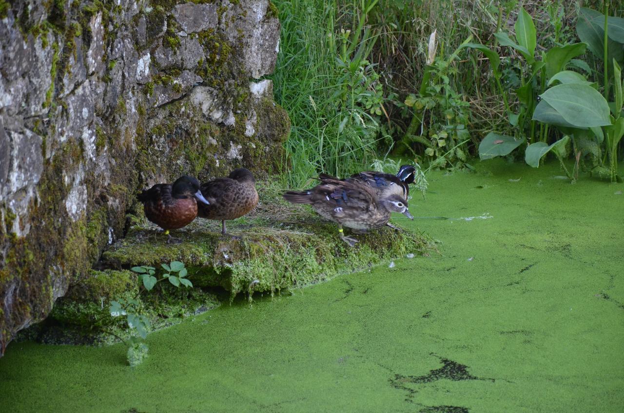 Le Moulin De Charin Panzió La Pommeraie-sur-Sèvre Kültér fotó